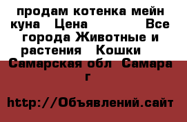 продам котенка мейн-куна › Цена ­ 35 000 - Все города Животные и растения » Кошки   . Самарская обл.,Самара г.